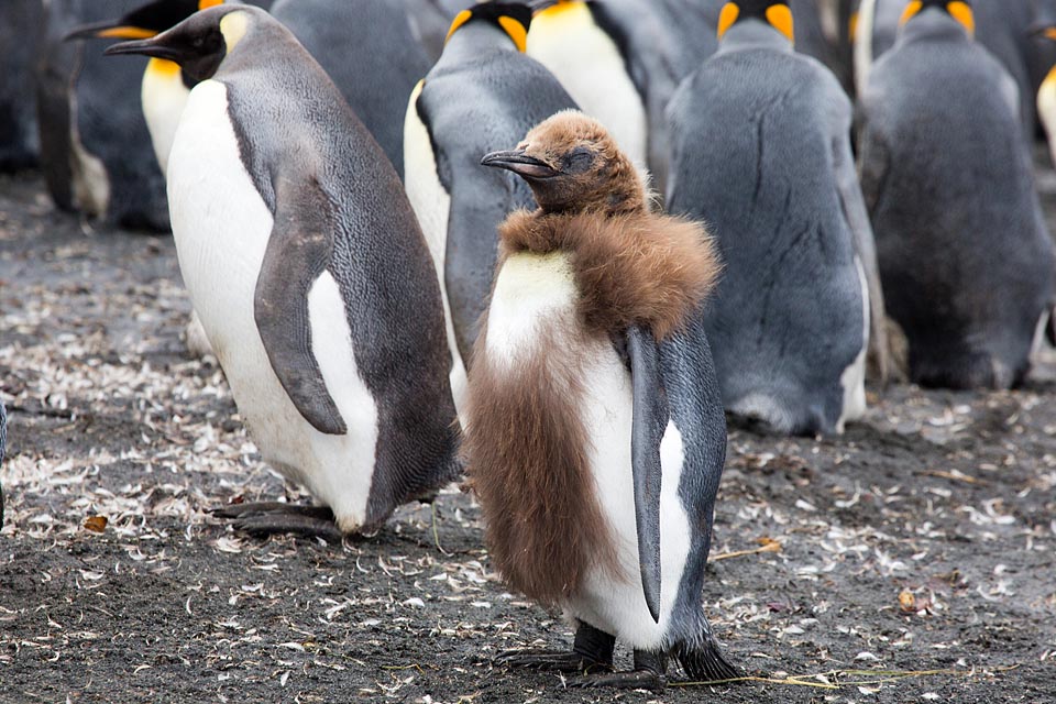 King Penguin (Aptenodytes patagonicus)